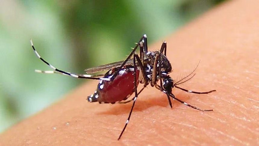 চট্টগ্রামে ডেঙ্গু ও চিকুনগুনিয়ায় আক্রান্তের সংখ্যা বাড়ছে, নতুন করে শনাক্ত ৫৫ জন