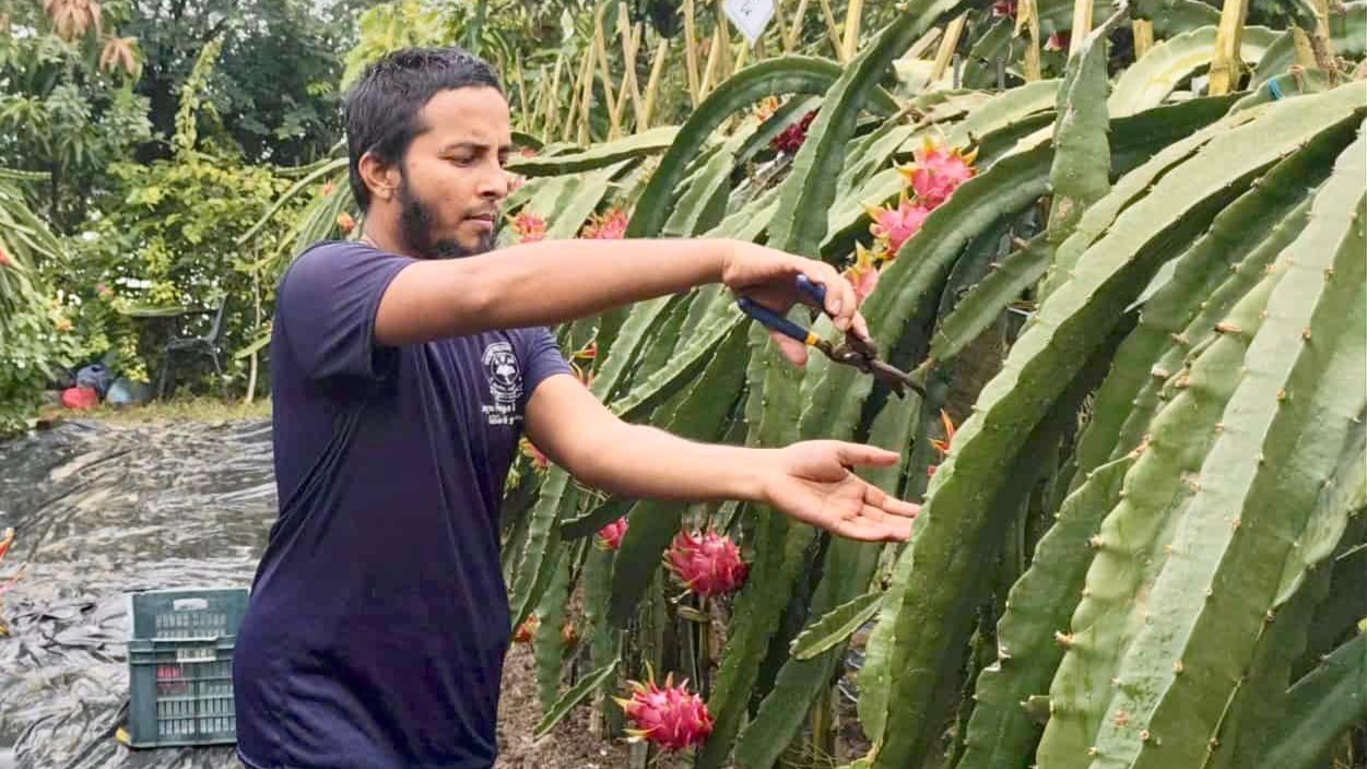 ড্রাগন ফল চাষে সম্ভাবনা দেখছেন মাদ্রাসা শিক্ষক