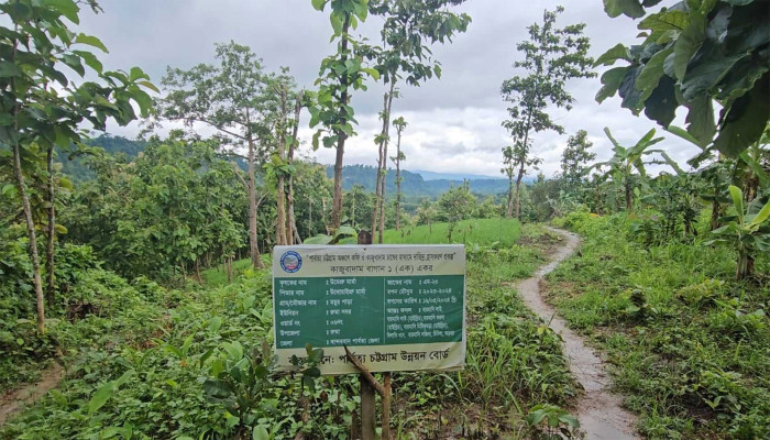বান্দরবানে কফি ও কাজুবাদাম চাষ প্রকল্পে অনিয়মের অভিযোগ