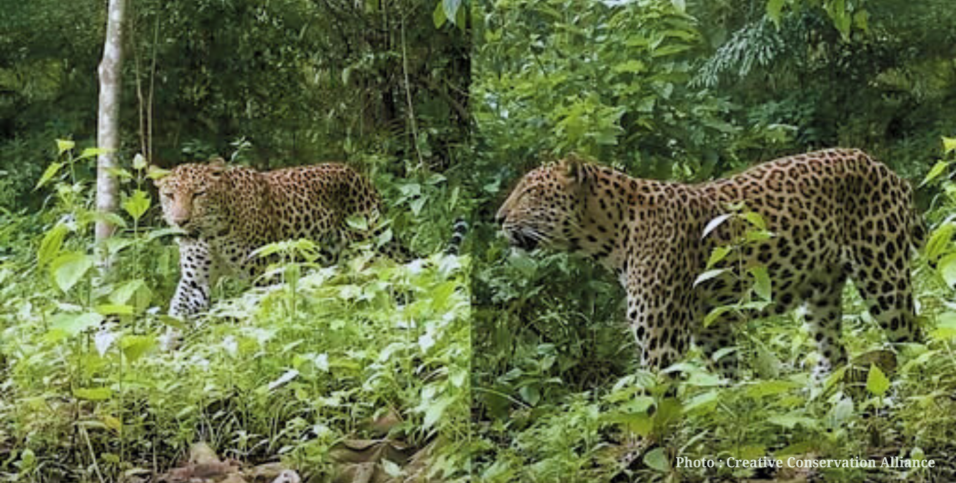 চিতাবাঘের অস্তিত্বের নতুন প্রমাণ চট্টগ্রাম পার্বত্য জেলায়, জীববৈচিত্র্য সংরক্ষণে আশার আলো