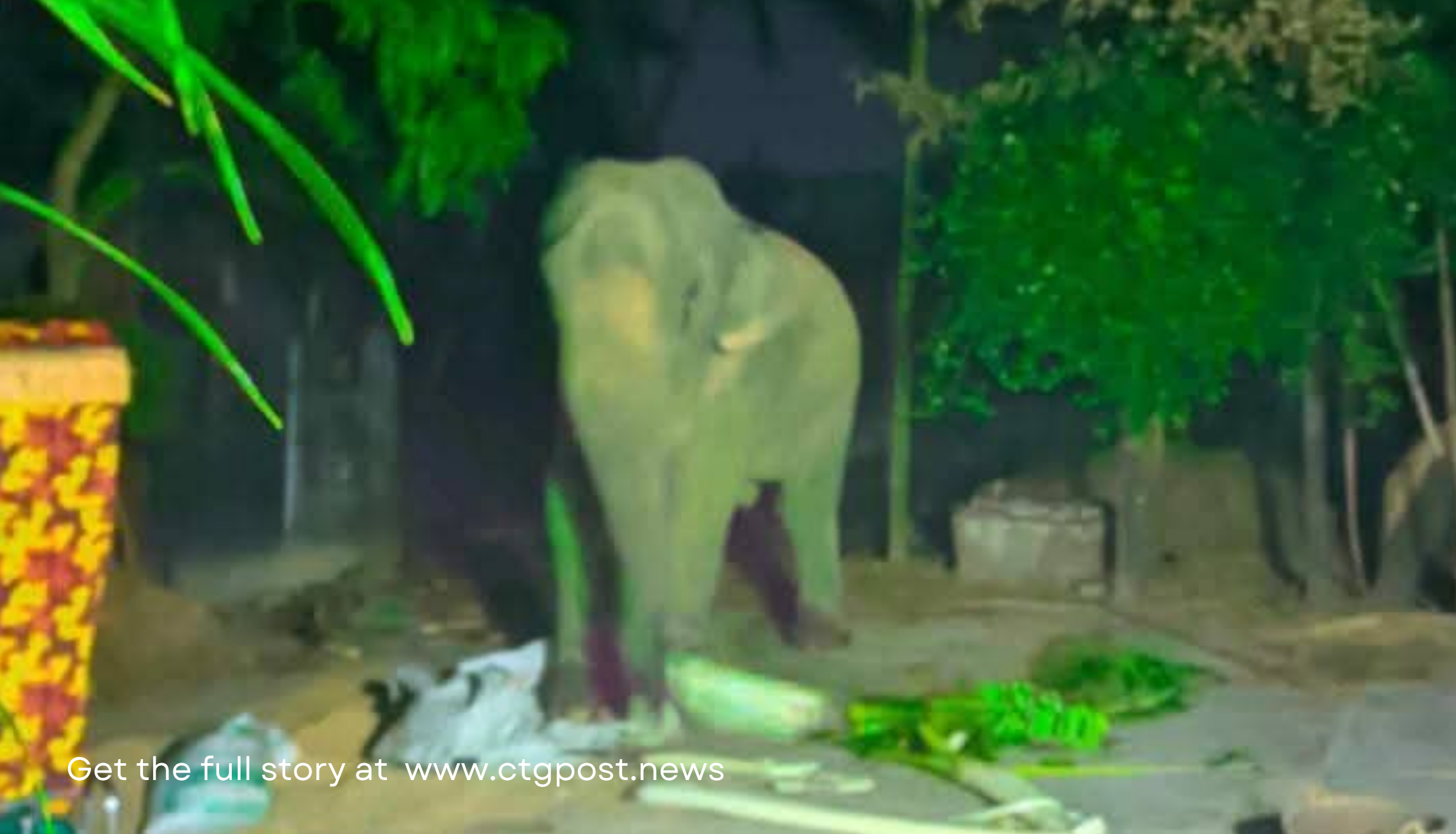 আনোয়ারায় তিনমাস পর ফের বন্য হাতির দেখা, জনমনে আতঙ্ক 