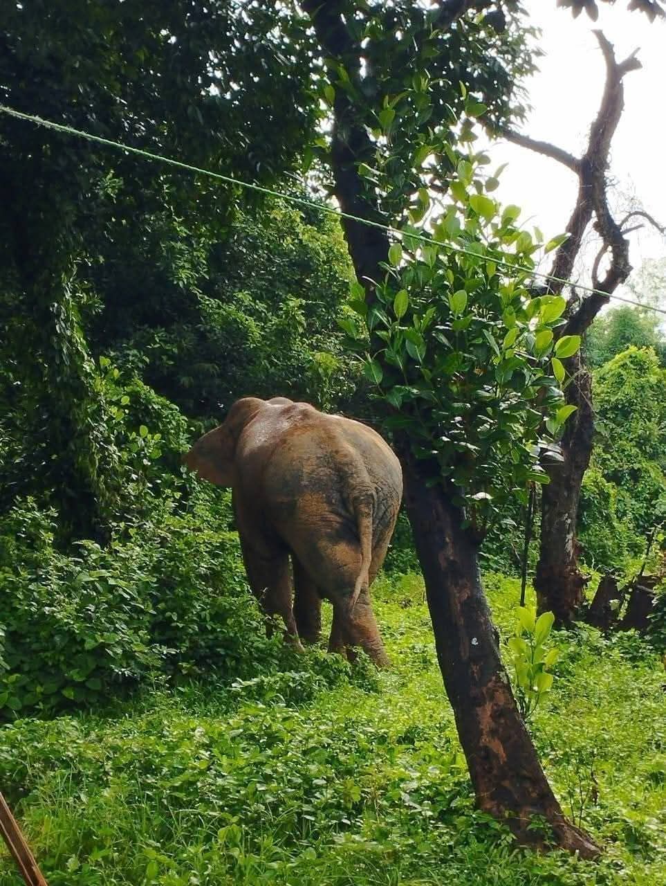 আনোয়ারায় দেয়াং পাহাড়ে ফের বন্য হাতি, জনমনে আতঙ্ক
