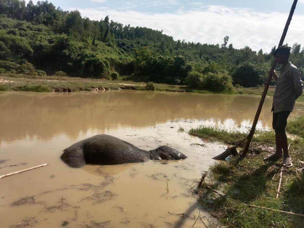 লোহাগাড়ায় গর্তে পড়ে বন্যহাতির মৃত্যু
