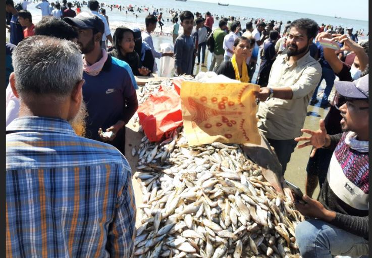 কক্সবাজার সৈকতে ঢেউয়ের সঙ্গে ভেসে আসছে অসংখ্য মাছ
