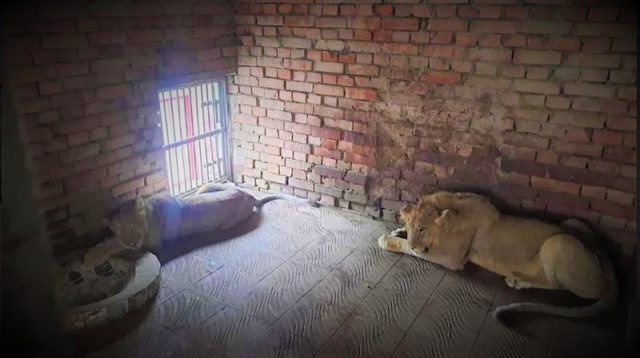 চট্টগ্রাম চিড়িয়াখানায় এলো জোড়া সিংহ