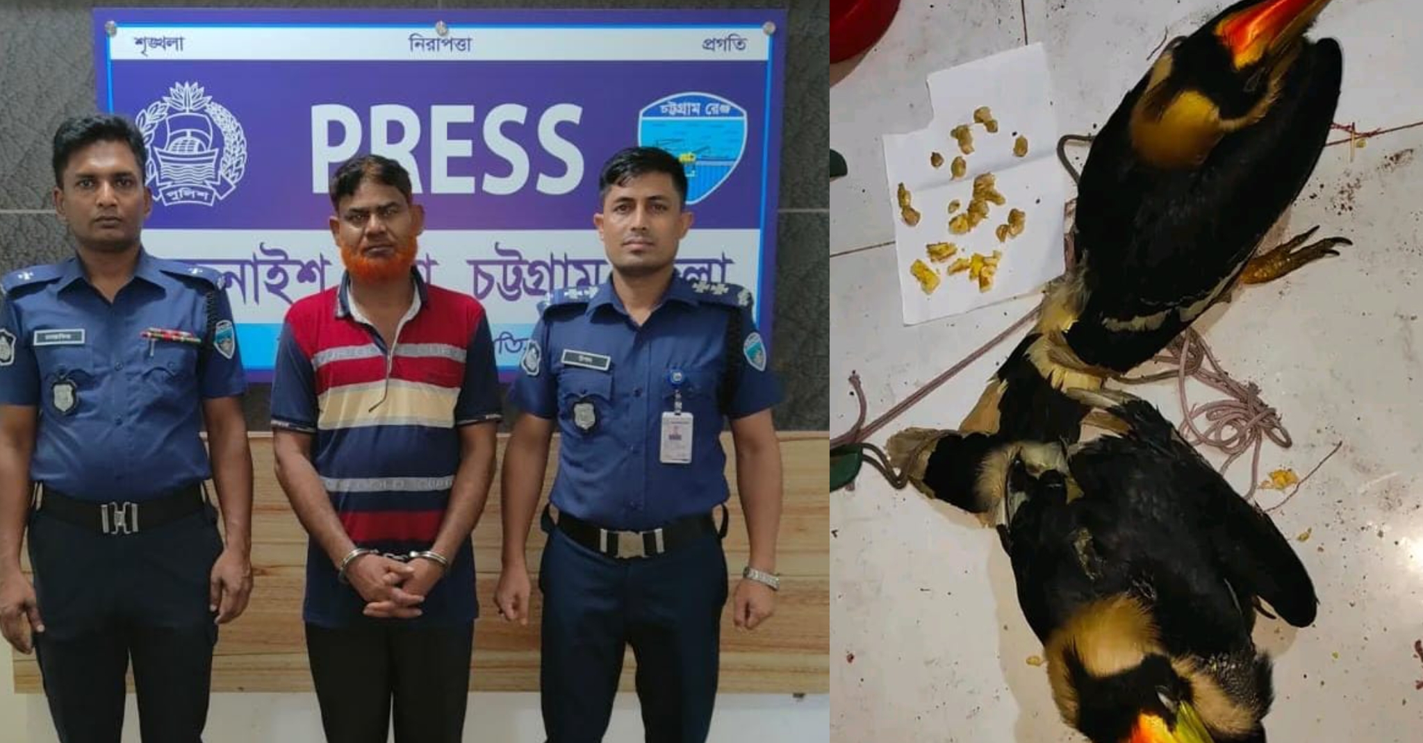 চন্দনাইশে বিলুপ্তপ্রায় ধনেশ পাখি উদ্ধার, আটকৃত কে ৪ মাসের কারাদণ্ড 