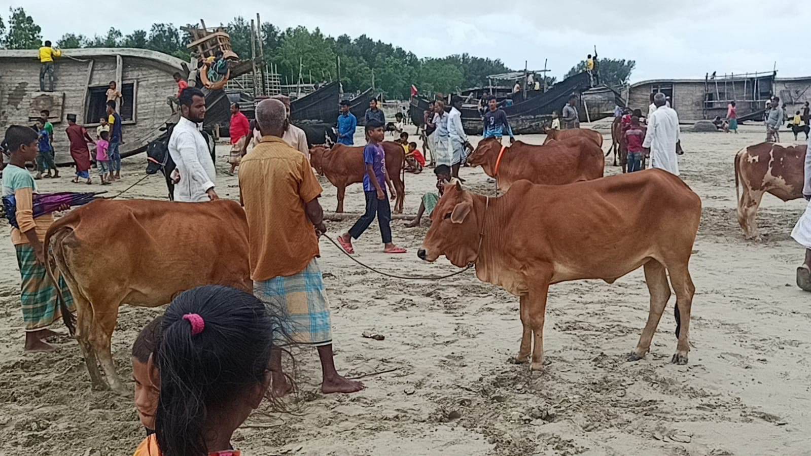 কুতুবদিয়ায় শেষ সময়েও পশুর দাম বেশি 