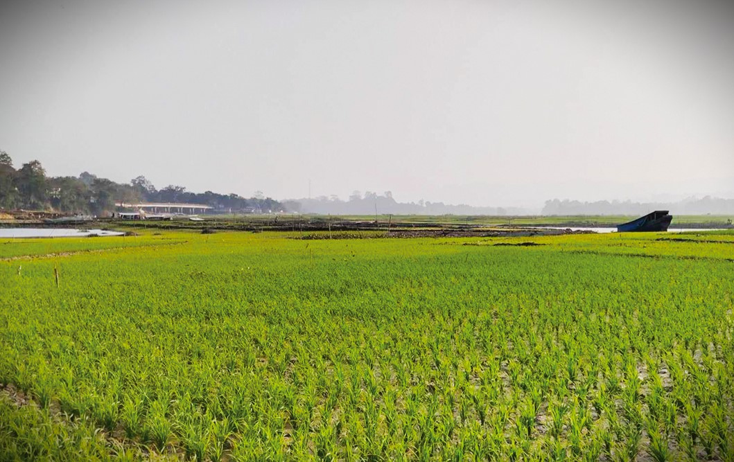 কাপ্তাই হ্রদের জলে ভাসা জমিতে বোরো ধানের আবাদ