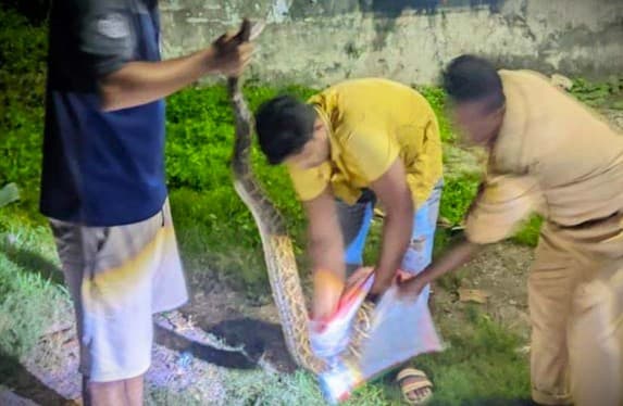 কর্ণফুলী পেপার মিলস ১ নম্বর গেইটের পাশ থেকে ৮ ফুট লম্বা অজগর উদ্ধার