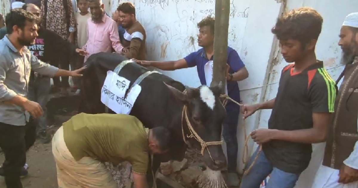 মুজিবের ধানমণ্ডির ৩২ নম্বরের ভাঙা বাড়িতে গরু এনেছেন উৎসুক জনতা, হবে ভূরিভোজ