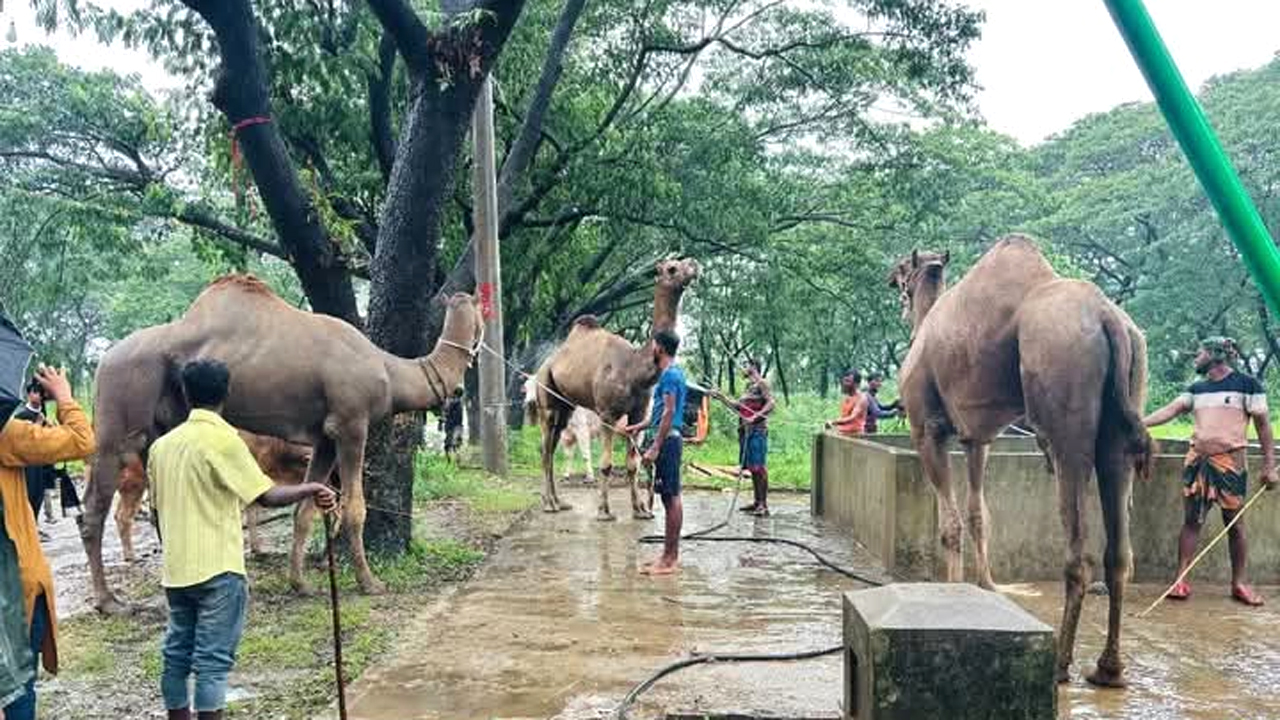 মইজ্জ্যার টেক পশুর হাটে উট দেখতে হাটে ভিড় জমাচ্ছেন শত শত মানুষ