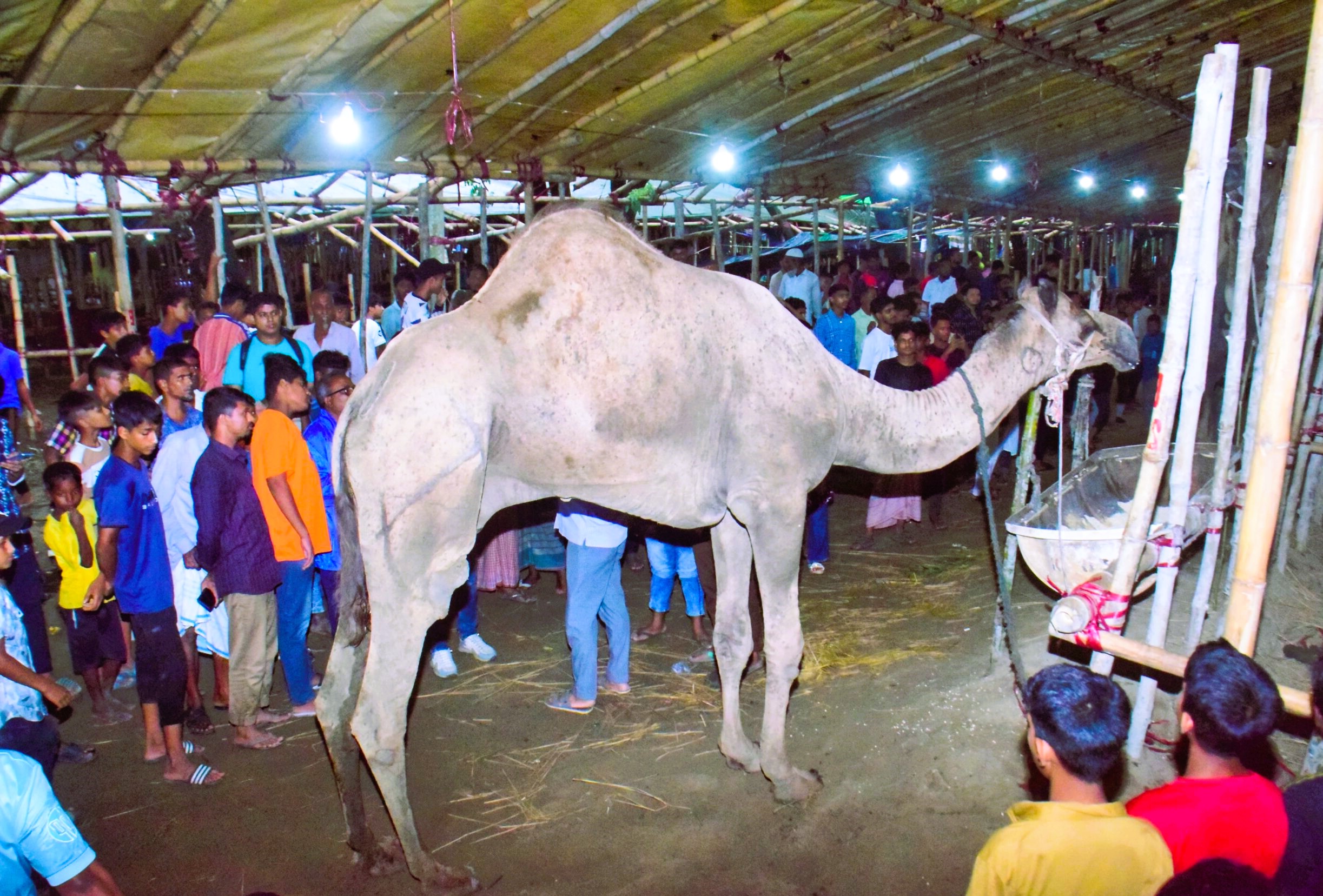 মইজ্জারটেক পশুর হাটে মরুভূমির উট, দাম ৩০-৩৫ লাখ টাকা!