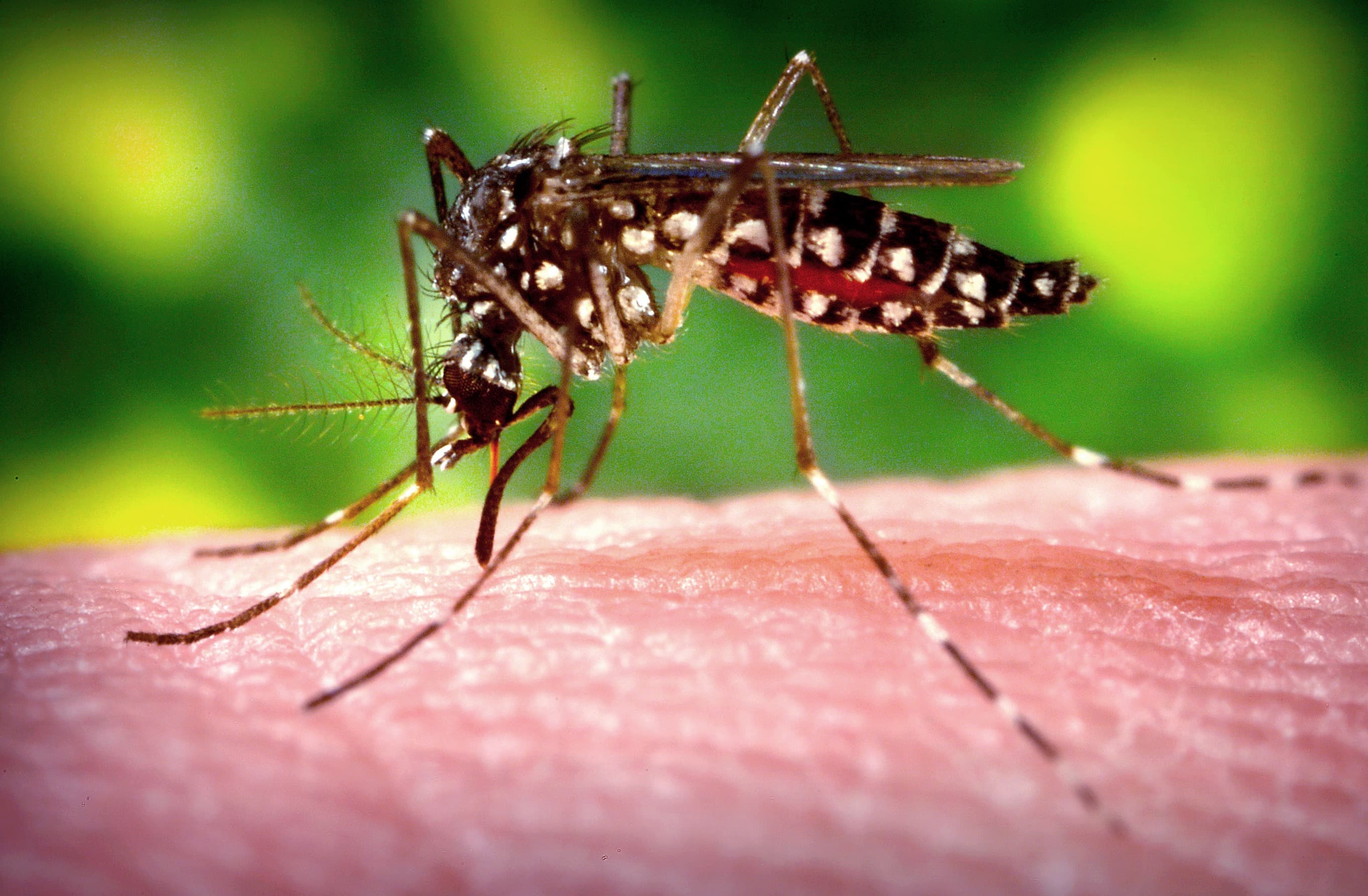 Dengue fever kills 5 lives and hospitalizes 1,194 people in Bangladesh in 24 hours.