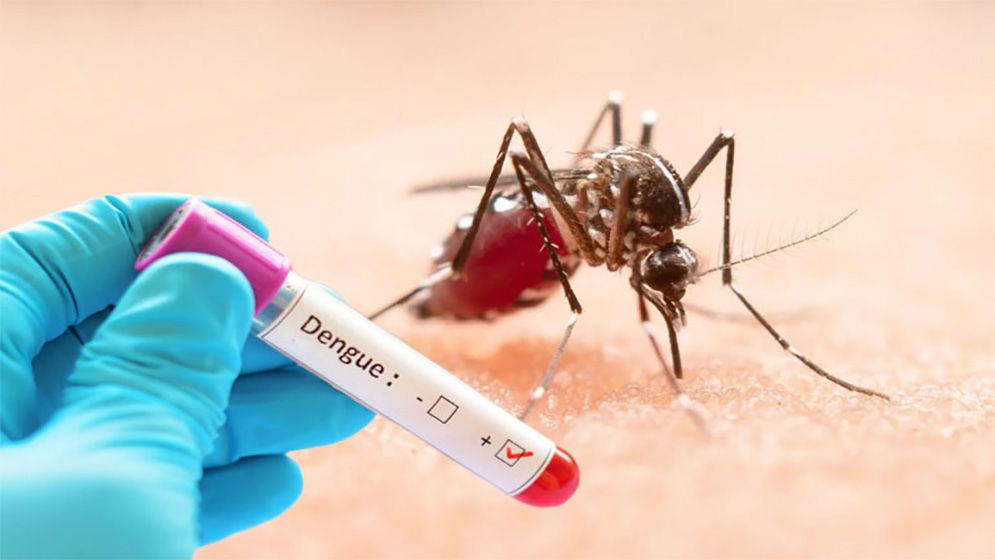 ডেঙ্গুতে আরও ৪ জনের মৃত্যু, ২৪ ঘণ্টায় হাসপাতালে ভর্তি ৯৪২ জন